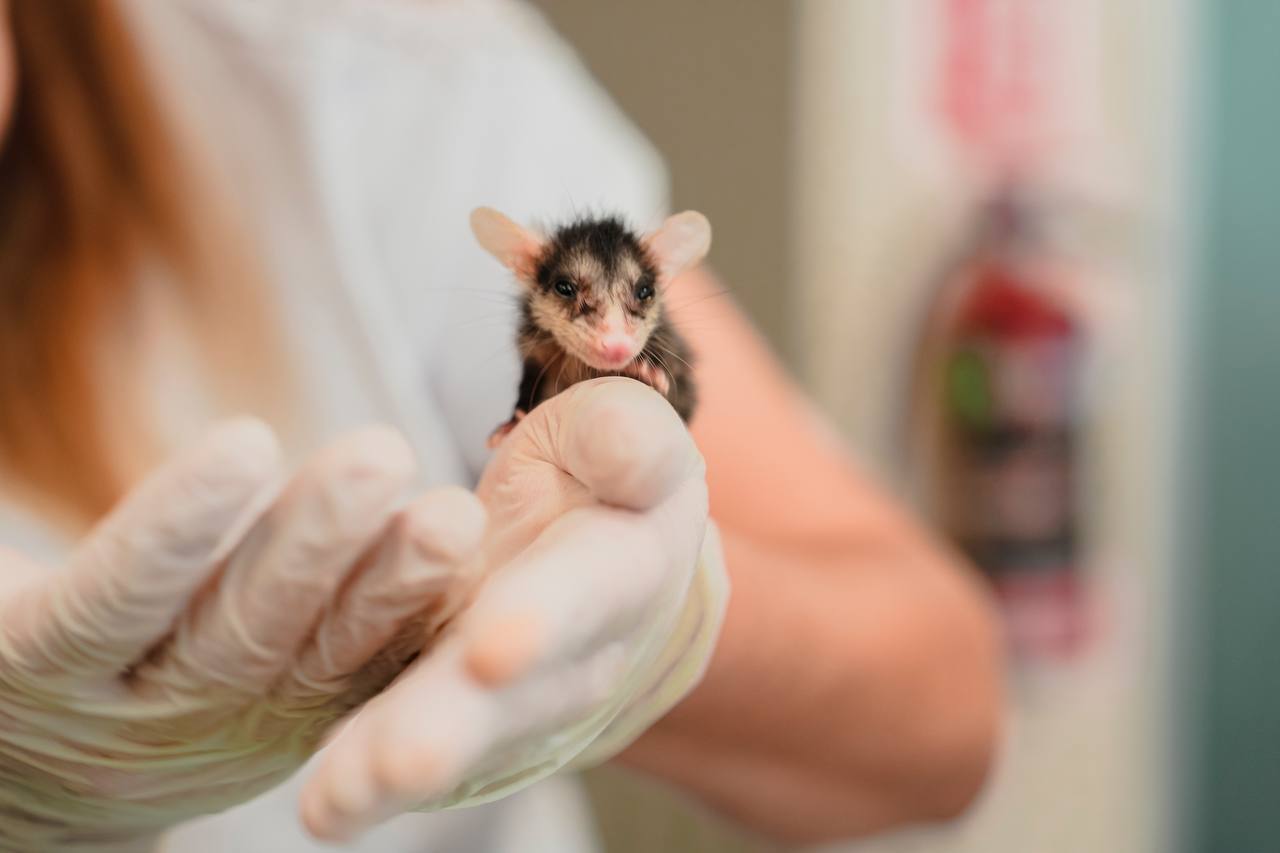 Imagen de WhatsApp 2025-06-07 a las 15.10.55_03fa8ac8