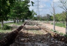 Avanzan trabajos del primer Corredor Verde de Mérida