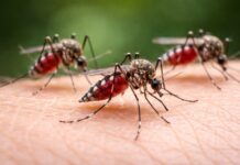 ¡Cuidado con los mosquitos!