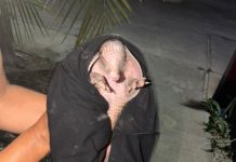 Weech sorprende a jóvenes durante paseo por el Centro de Kinchil Weech o armadillo localizado cerca del Centro de Kinchil.