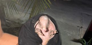 Weech o armadillo localizado cerca del Centro de Kinchil.