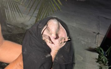 Weech o armadillo localizado cerca del Centro de Kinchil.
