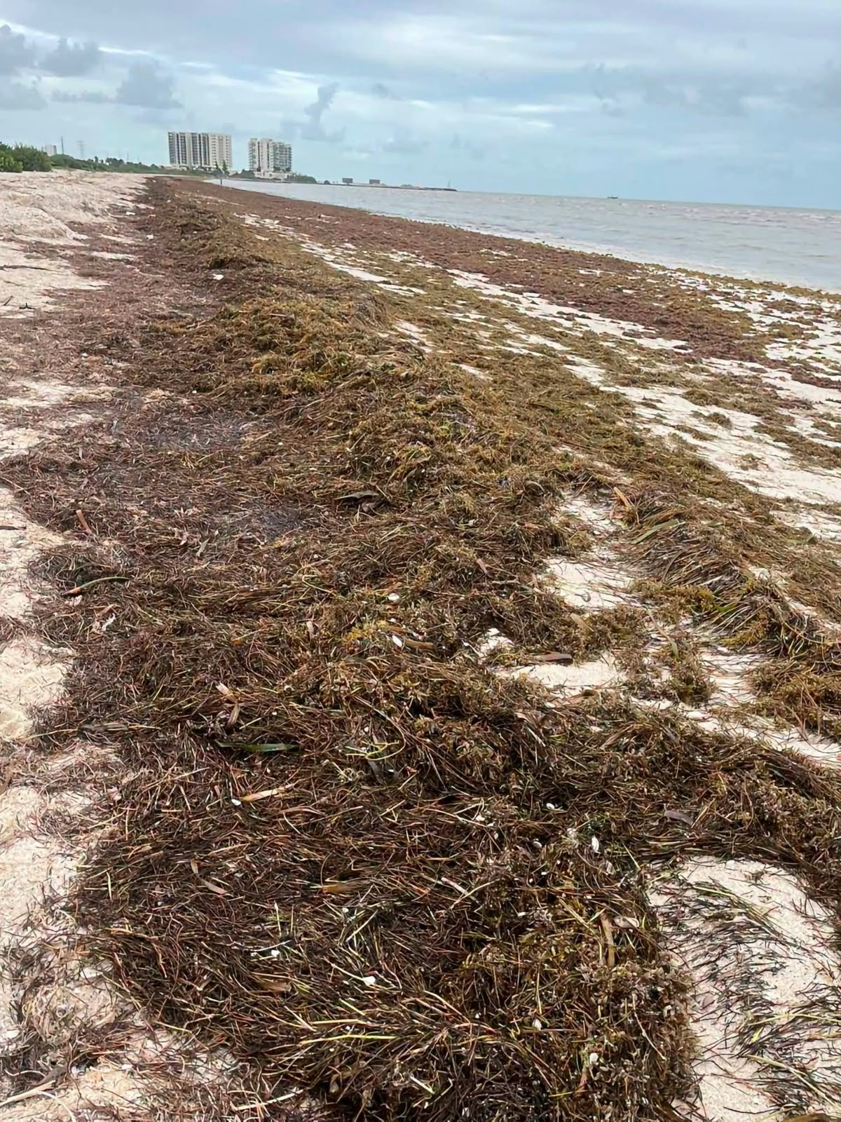 Acumulación de sargazo en la zona poniente del playón de Progreso, Yucatán, con el mar alejado de la costa.