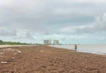 Acumulación de sargazo en la zona poniente del playón de Progreso, Yucatán, con el mar alejado de la costa.