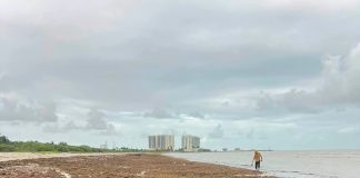 Acumulación de sargazo en la zona poniente del playón de Progreso, Yucatán, con el mar alejado de la costa.