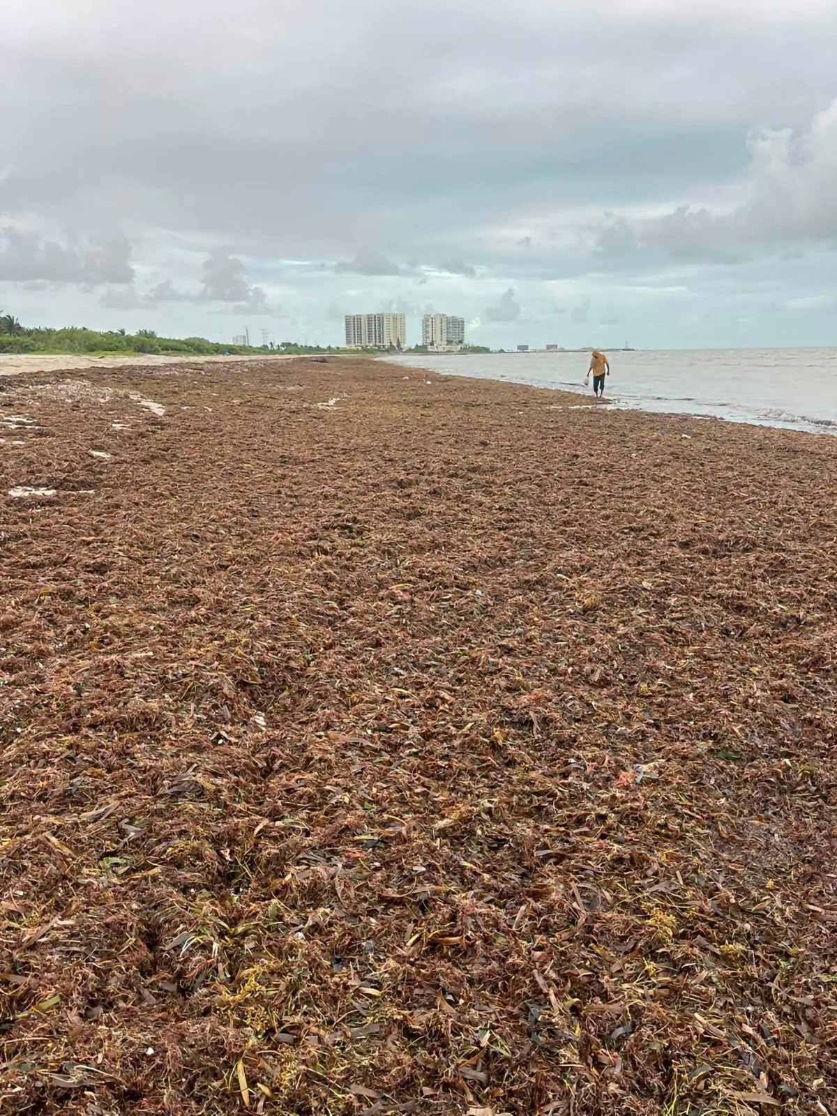 Acumulación de sargazo en la zona poniente del playón de Progreso, Yucatán, con el mar alejado de la costa.